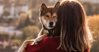 Imagem da notícia Estudo aponta que a grande maioria dos cachorros não gosta de receber abraços dos tutores